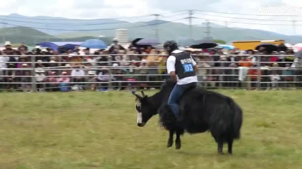 Watch This | Summer festival showcases grassland culture, offers cool escape
