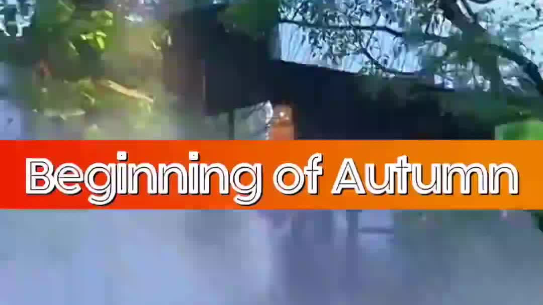 Watch This | Beginning of Autumn: when one falling leaf signals a season's turn