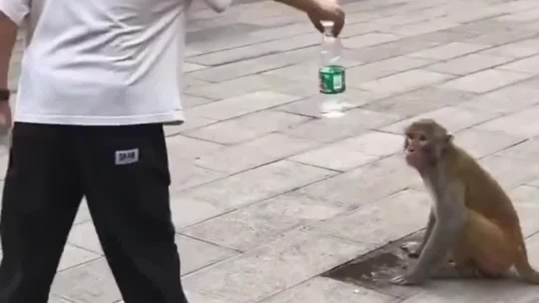 OMG | Boy offers water to thirsty monkey