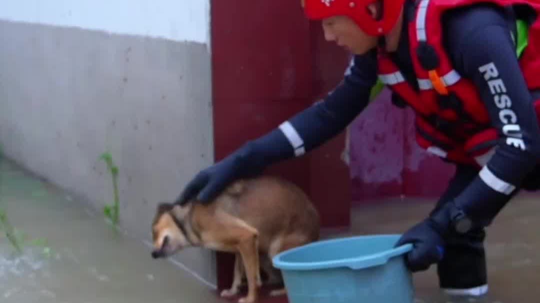 Watch This | Firefighters rescue dog amid torrential rain in C. China