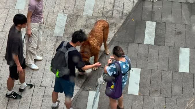 Yuen Long dog attack: Bichon owner recounts desperate struggle to save pet from 60kg dog