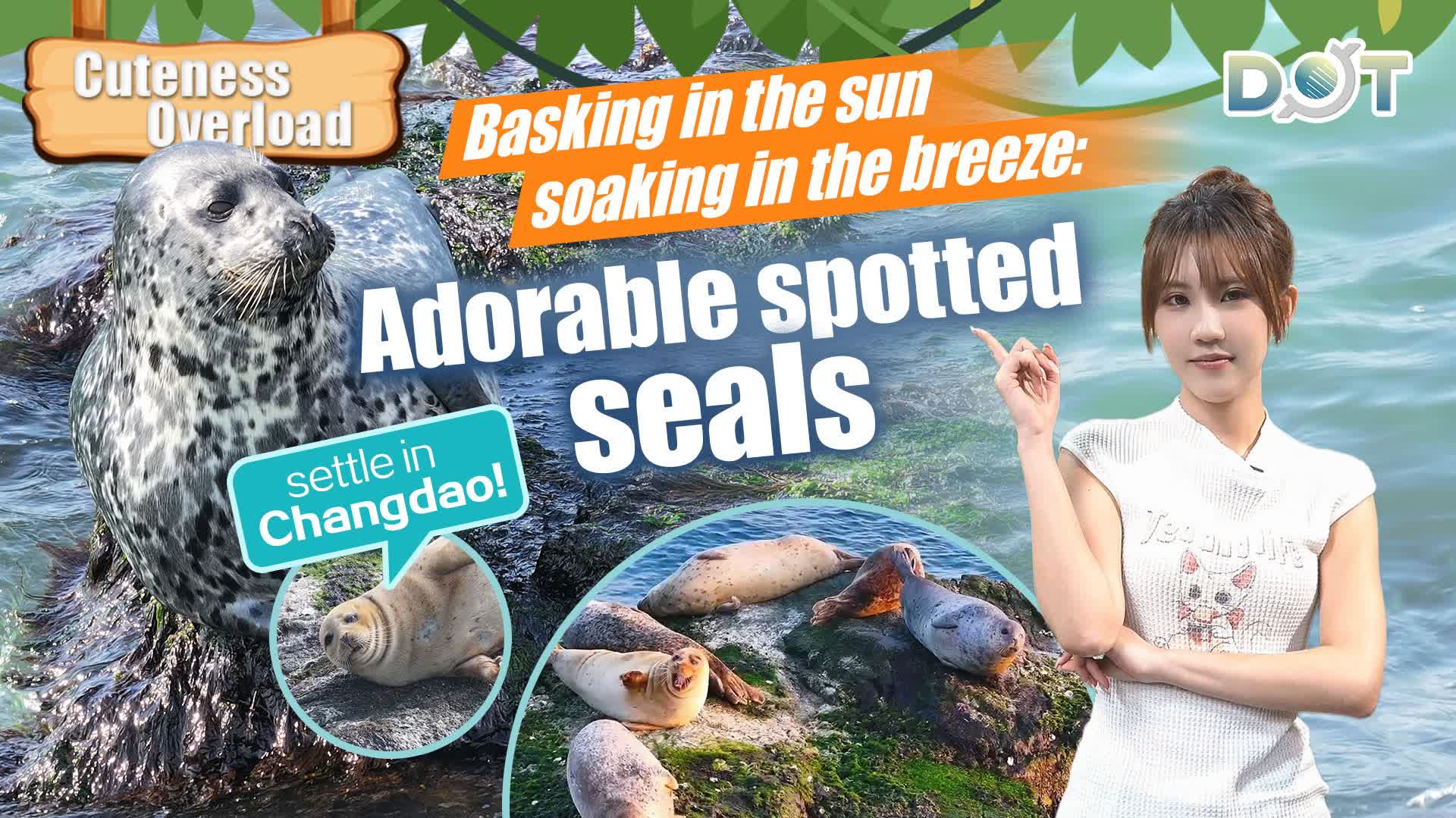 Cuteness Overload | Basking in the sun, soaking in the breeze: Adorable spotted seals settle in Changdao!