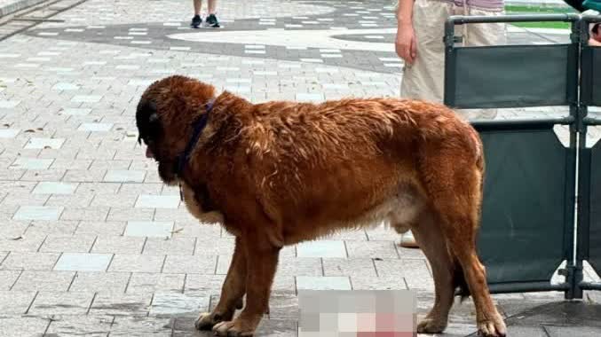 Yuen Long dog attack: AFCD investigating whether mixed-breed dog poses rabies risk, warns of possible humane euthanasia