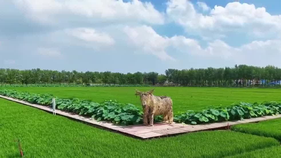 Watch This | From saline land to fertile fields, Shandong unlocks new rural opportunities