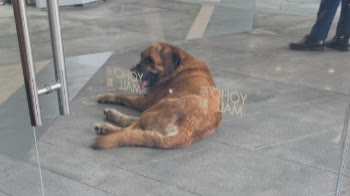 Yuen Long dog attack: Owner of 60kg dog 'never expected' it would kill other dogs, animal group says