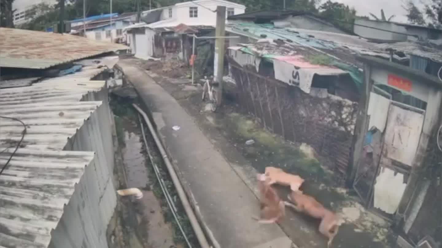 Another suspected out-of-control dog incident reported in Sheung Shui, owner allegedly failed to intervene