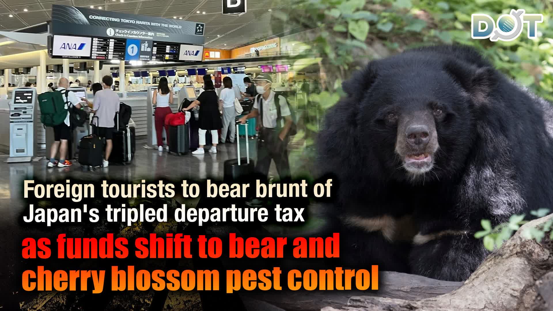 Foreign tourists to bear brunt of Japan's tripled departure tax as funds shift to bear and cherry blossom pest control