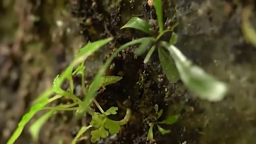 Watch This | Can green transition protect development and livelihoods?