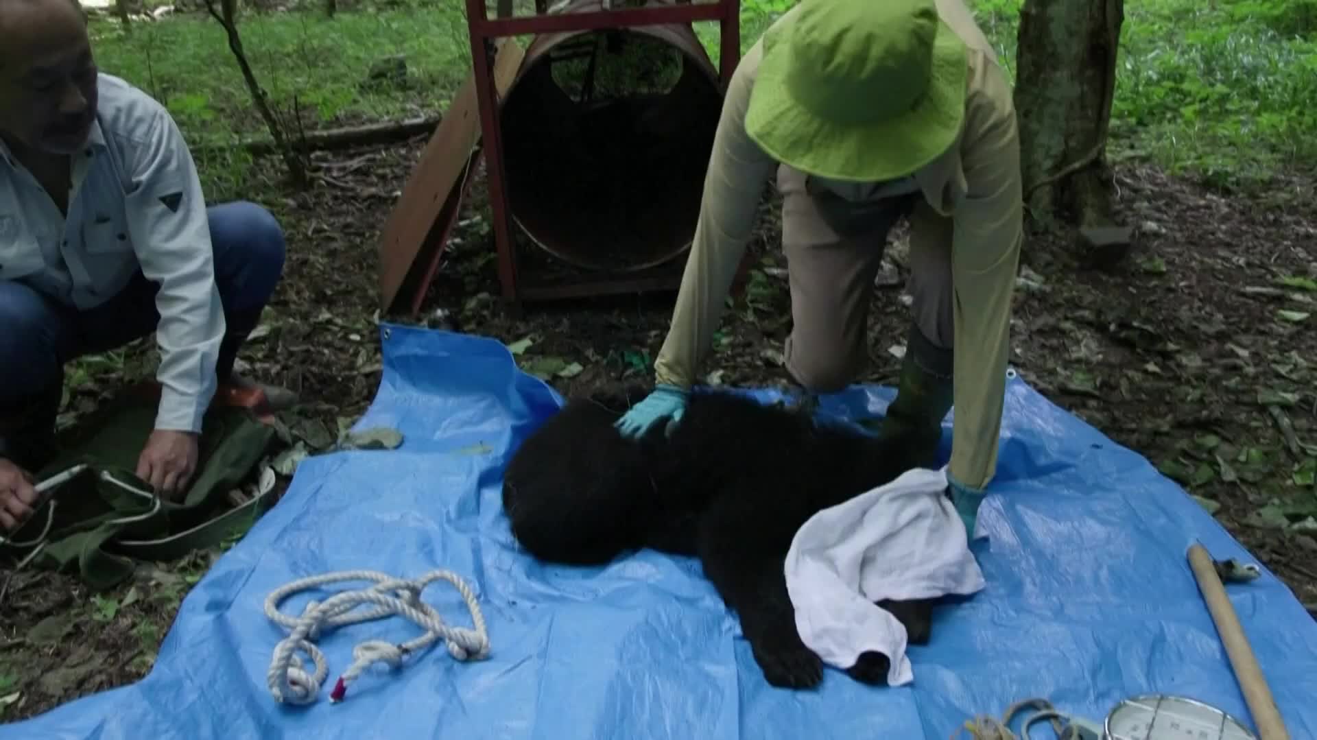 Watch This | Tokyo plans to end nearly 20‑year ban on black bear hunting in April to control surging numbers