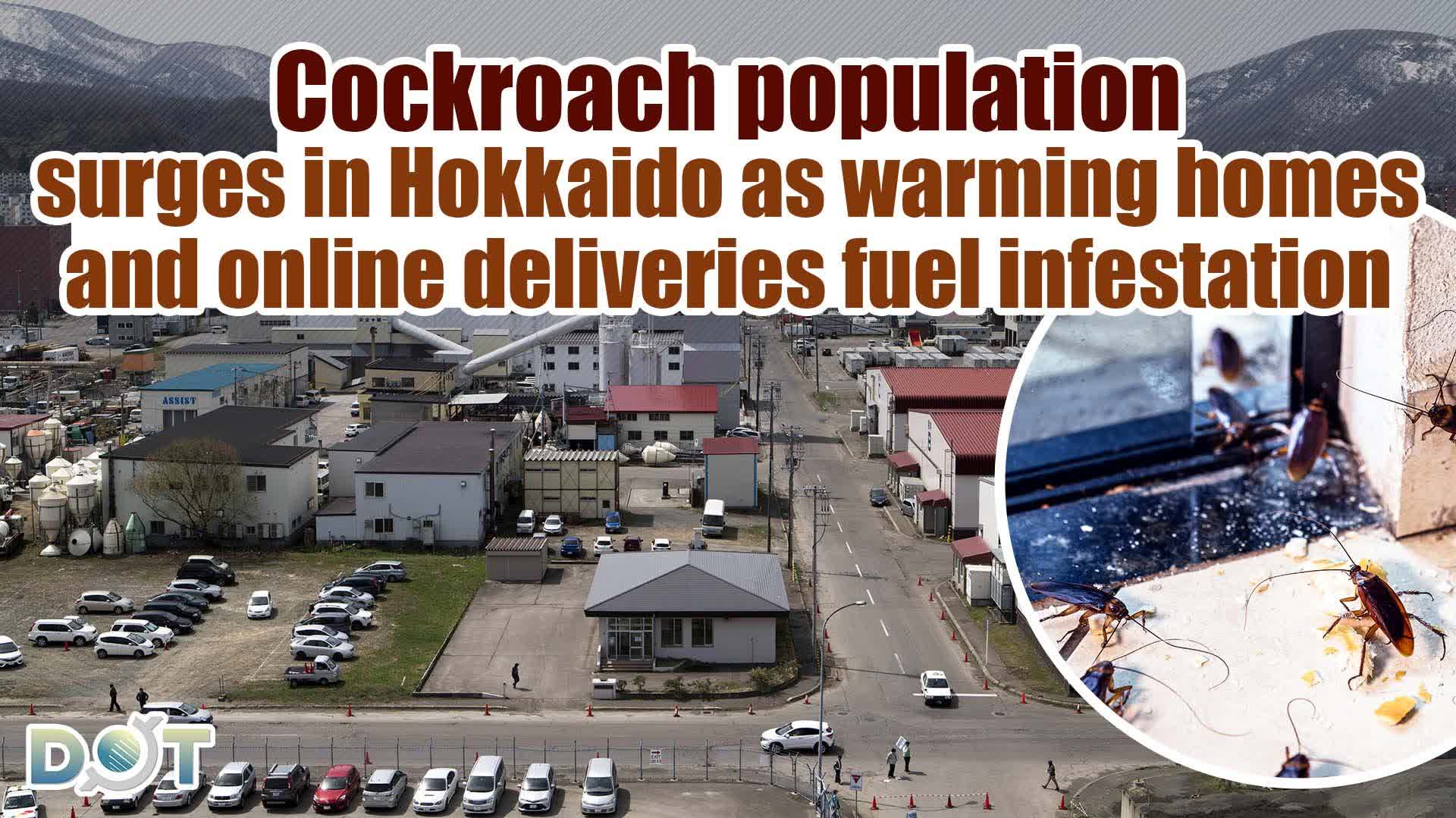 Cockroach population surges in Hokkaido as warming homes and online deliveries fuel infestation
