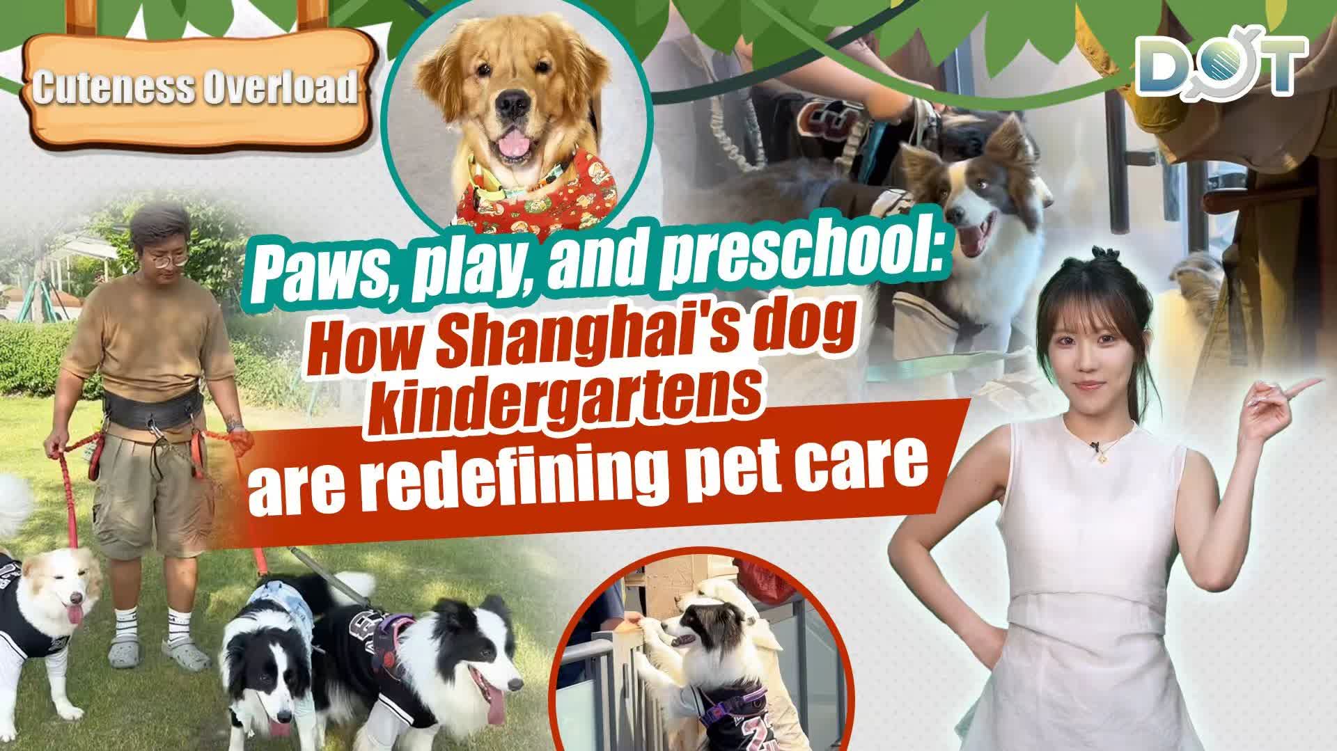 Cuteness Overload | Paws, play, and preschool: How Shanghai's dog kindergartens are redefining pet care
