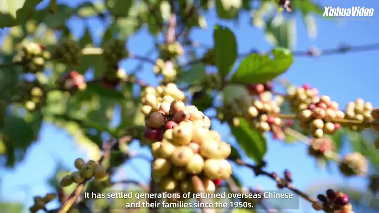 Watch This | Coffee industry brings aroma of success to China's tropical town