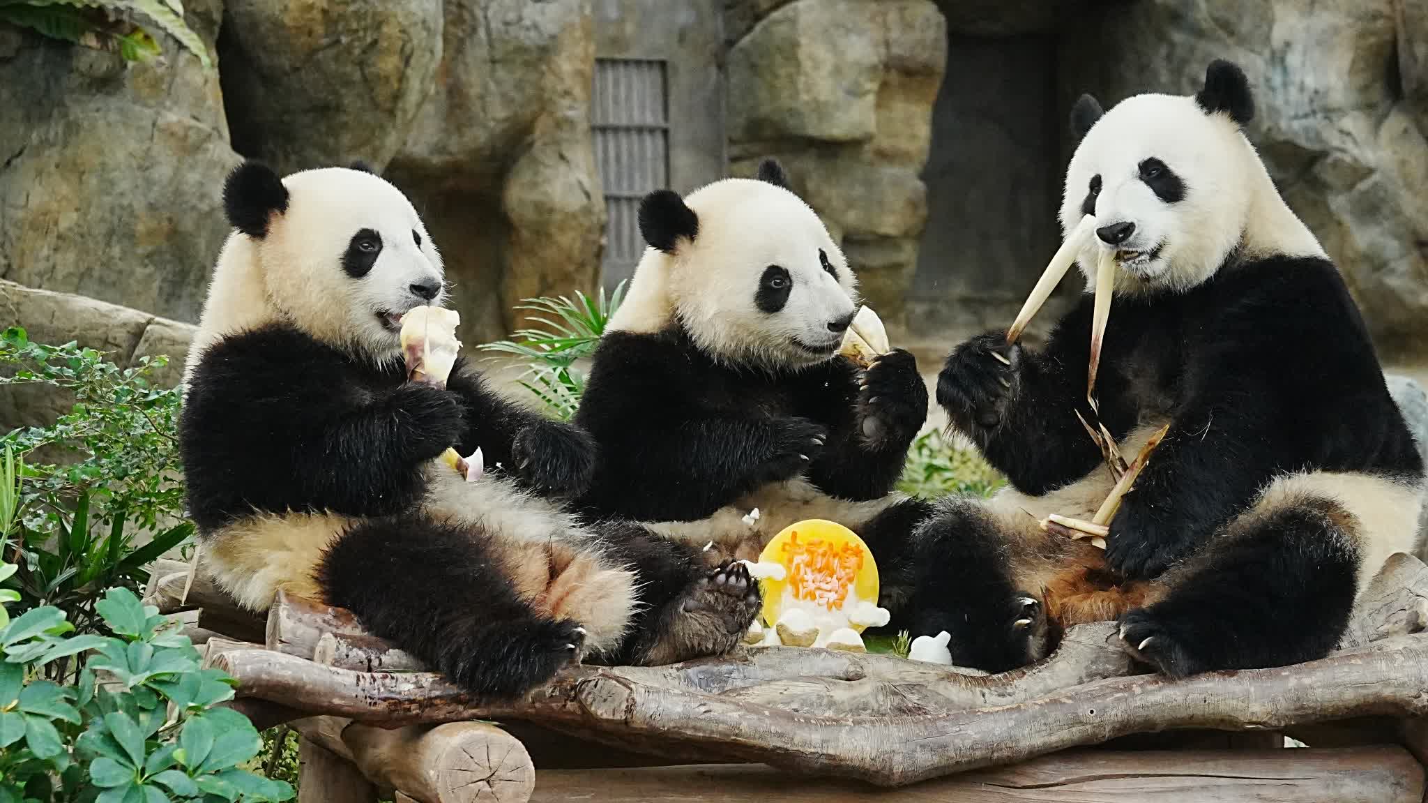 Photos | Mid-Autumn Festival: HK's panda family of four enjoys 'mooncakes'