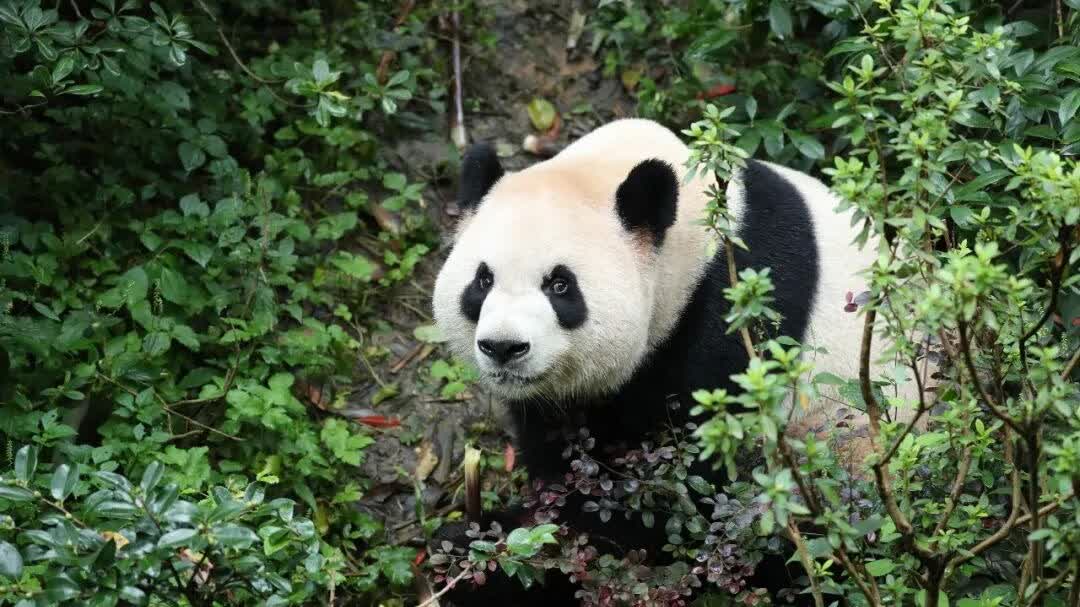 Giant pandas Ping Ping, Fu Shuang arrive at Zoo Atlanta for 10-year stay