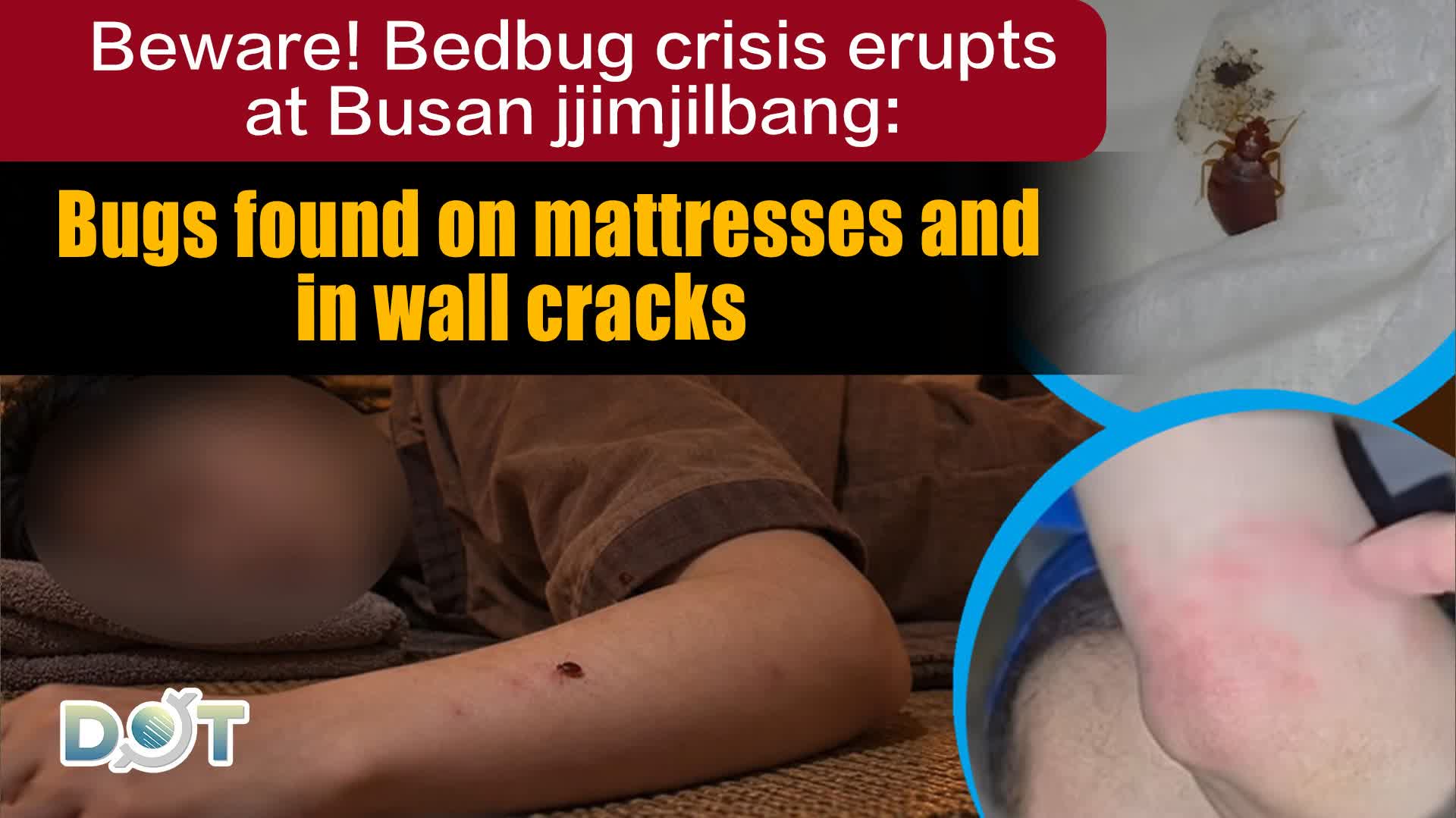Beware! Bedbug crisis erupts at Busan jjimjilbang: Bugs found on mattresses and in wall cracks