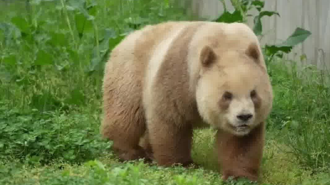 Watch This | Hear the call of the chocolate giant panda