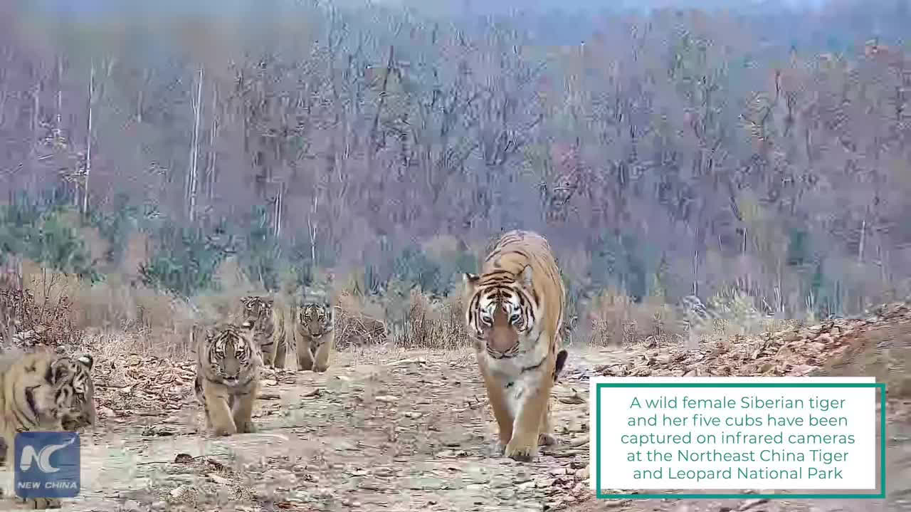 Watch This | Wild Siberian tigers, Amur leopards thrive in NE China