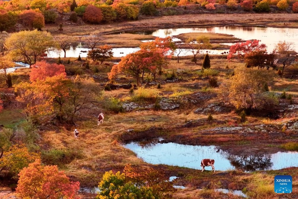 An aerial drone photo taken on Oct. 1, 2026 shows the autumn scenery at the Jingpohu Global Geopark in Mudanjiang City, northeast China's Heilongjiang Province. (Wang Baoxun/Xinhua)