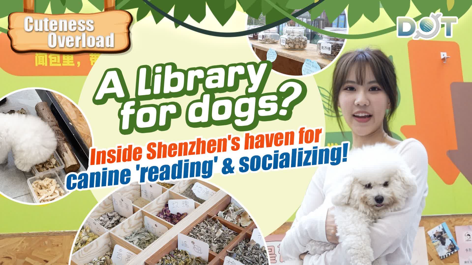 Cuteness Overload | A library for dogs? Inside Shenzhen's haven for canine 'reading' & socializing!