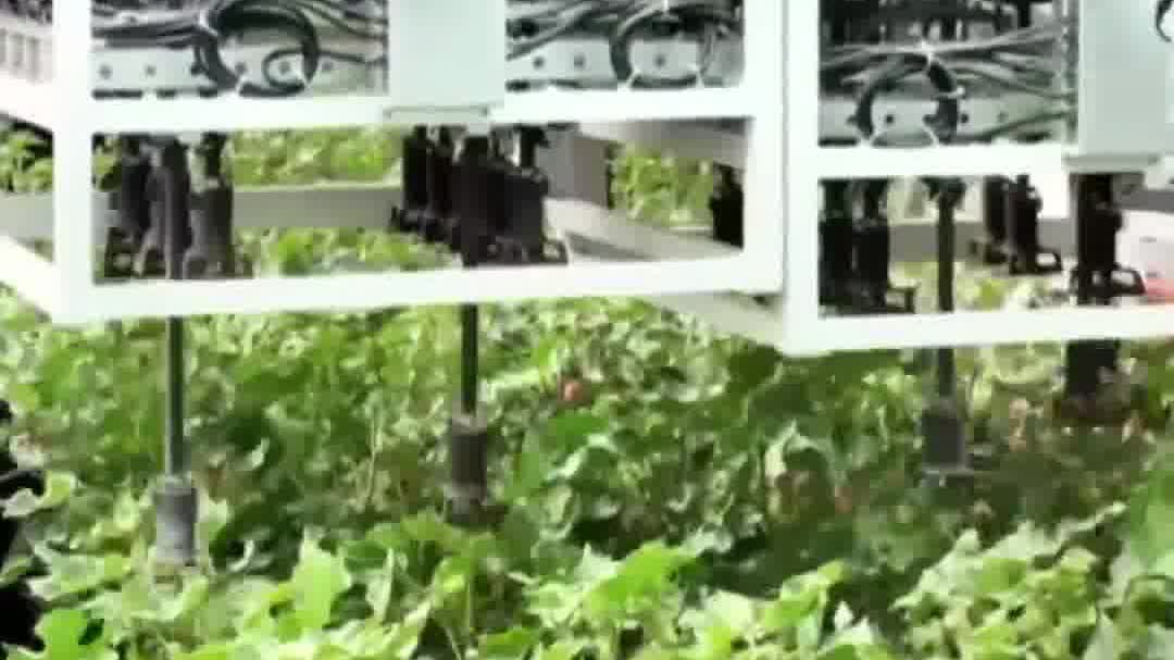 Watch This | In Xinjiang's super cotton fields, laser robots cut the cost