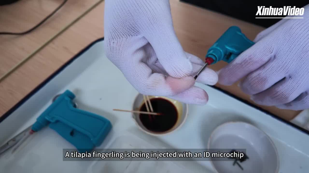 1 bn baby fish: a large tilapia breeder in a small town of Hainan