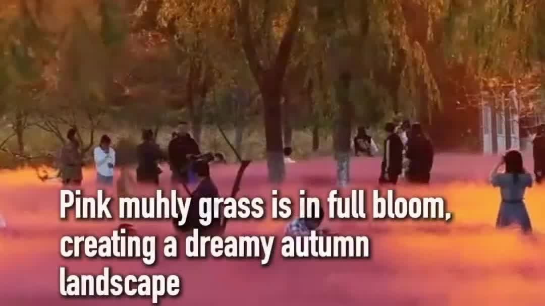 Watch This | Pink muhly grass in full bloom in China's Jiangsu